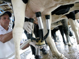 Irmãos Brant - [Boletim do Leite CEPEA] Edição de Janeiro já disponível!