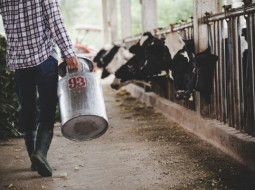 Irmãos Brant - Leite: desconforto térmico e eventos climáticos extremos indicam queda na produção durante a primavera