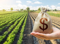 Irmãos Brant - Produtores rurais dos EUA temem efeitos da ‘guerra tarifária’