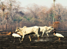 Irmãos Brant - Três regras básicas do que se pode ou não fazer quando o pasto pega fogo