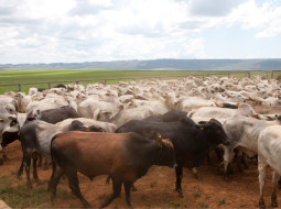 Irmãos Brant - Dados de vacinação contra raiva em Minas Gerais em 2024 revela regiões de maior vulnerabilidade