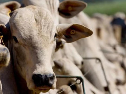 Irmãos Brant - Novilha Nelore: qual a idade média para a fêmea entrar na época de reprodução?