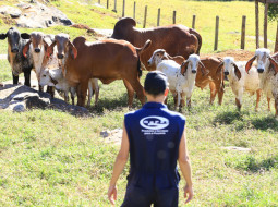 Irmãos Brant - Confira a matéria da capa da Revista Histórias de Sucesso – Rebanho com qualidade superior através do Sebraetec FIV