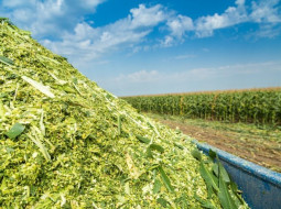 Irmãos Brant - Plano Safra: MP libera R$ 4,17 bilhões em crédito extraordinário