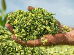 Irmãos Brant - Silagem de milho: quantas toneladas podem ser obtidas por hectare?