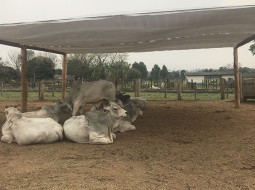 Irmãos Brant - Sombra em confinamento melhora eficiência hídrica e nutricional
