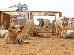 Irmãos Brant - MG suspende cobrança de ICMS de produtores impactados pela seca