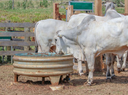 Irmãos Brant - Você viu? Saiba como ficou o preço do boi gordo