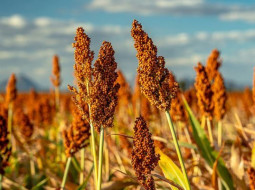 Irmãos Brant - Silagem de sorgo: confira as dicas para maior viabilidade econômica na fazenda