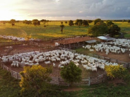 Irmãos Brant - Escore corporal é a chave para alta taxa de fertilidade das vacas na estação de monta; entenda