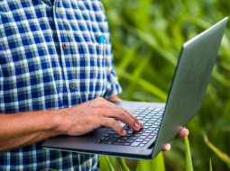 Irmãos Brant - PECUÁRIA/CEPEA: Pioneiro na coleta de dados por meio de aplicativo, Cepea lança nova versão do BOI CEPEA