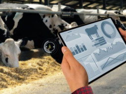 Irmãos Brant - Técnica holandesa proporciona bem-estar animal e aumento de produtividade pecuária