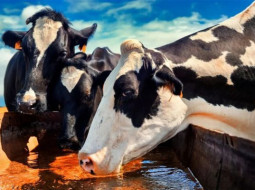 Irmãos Brant - Nordeste: o futuro da pecuária leiteira no Brasil