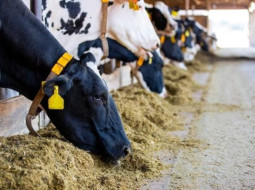 Irmãos Brant - Gripe aviária: nova variante do H5N1 é detectada em vacas leiteiras nos EUA