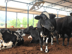 Irmãos Brant - Mineral pode reduzir impactos do estresse calórico em vacas