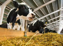 Irmãos Brant - Reprodução de novilhas: tamanho é mais importante que a idade?