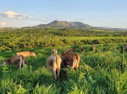 Irmãos Brant - Brasil define suas estratégias para garantir uma produção de gado sustentável