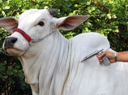 Irmãos Brant - Programação fetal: saiba como produzir bezerrões mais pesados a partir de vacas bem nutridas