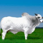 Irmãos Brant - GENIO CV