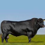 Irmãos Brant - IMPERADOR DA RIO PAZ CV