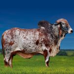 Irmãos Brant - GALATES FIV CV