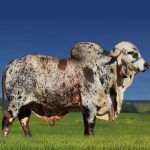 Irmãos Brant - QUIBEBE FIV CV