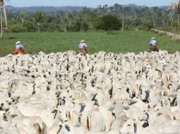 Irmãos Brant - Pesquisa Milionária Acelera o Gene da “Carne Macia” na Maior Raça Bovina do País