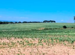Irmãos Brant - Líderes do agro alertam para alcance limitado da renegociação das dívidas