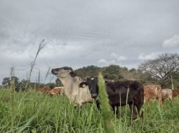 Irmãos Brant - Com a chegada das chuvas, é hora do planejamento forrageiro