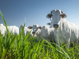 Irmãos Brant - Boi gordo: semana começa com estabilidade nos preços nas principais praças brasileiras