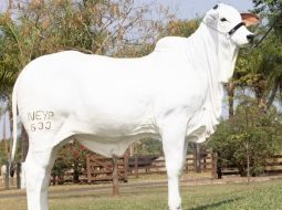 Irmãos Brant - Bezerra nelore filha de recordista de preço é vendida por R$ 3,9 milhões