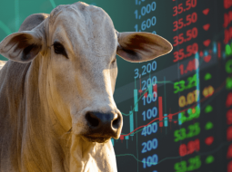 Irmãos Brant - Realização de lucros pressiona contratos futuros do boi gordo