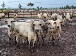 Irmãos Brant - Preço do boi gordo tem mais um dia de estabilidade