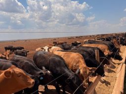 Irmãos Brant - Ultrassonografia dá o roteiro para obter maior lucro