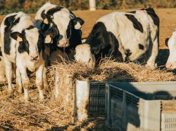 Irmãos Brant - Será que a nutrição das nossas novilhas leiteiras está adequada?