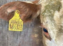 Irmãos Brant - Brasil quer rastrear todo o rebanho bovino até 2032: como isso pode ajudar o pecuarista?