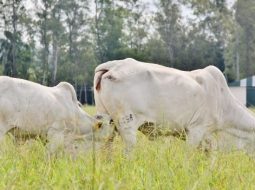 Irmãos Brant - CEPEA: Escalas curtas mantêm demanda firme e preços em alta