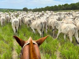 Irmãos Brant - Boi gordo de São Paulo vai subindo a escada, degrau por degrau