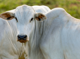 Irmãos Brant - Boi sem padrão-exportação encosta nos R$ 310/@; “boi-China” bate R$ 315/@ em SP