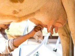 Irmãos Brant - Nestlé e BB firmam parceria de R$ 100 milhões para agricultura regenerativa na produção de leite