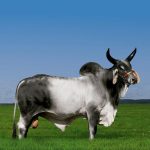 Irmãos Brant - CARIMBO CV