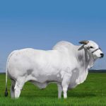 Irmãos Brant - CASH CV