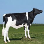 Irmãos Brant - ALLSTAR SF