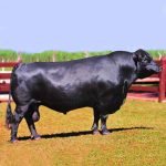 Irmãos Brant - CAMPEIRO CV