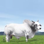 Irmãos Brant - CFM TOPAZIO CV