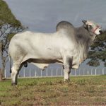 Irmãos Brant - MAGHAIVER CV