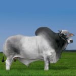 Irmãos Brant - CIFRÃO SM