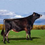 Irmãos Brant - CORONA SF