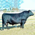 Irmãos Brant - CANNON CV