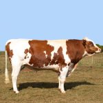 Irmãos Brant - SERENOS CV